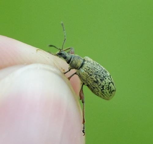 Réf. 312 006 : Phyllobius glaucus